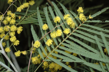 APII jpeg image of Acacia olsenii  © contact APII