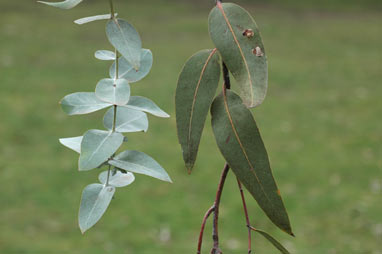 APII jpeg image of Eucalyptus cinerea  © contact APII