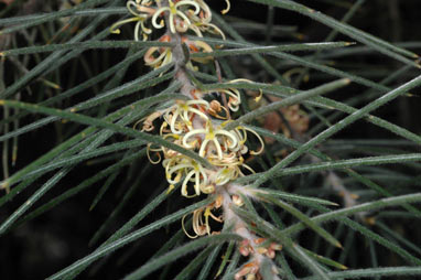 APII jpeg image of Hakea gibbosa  © contact APII