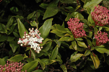 APII jpeg image of Viburnum tinus  © contact APII