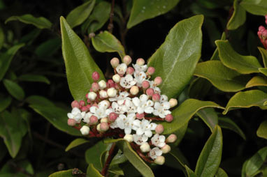 APII jpeg image of Viburnum tinus  © contact APII