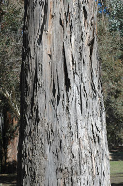 APII jpeg image of Eucalyptus dunnii  © contact APII