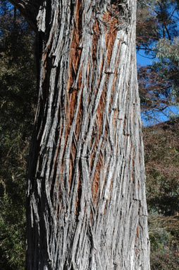 APII jpeg image of Eucalyptus macrorhyncha  © contact APII