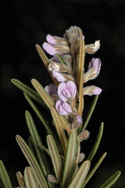 APII jpeg image of Hovea asperifolia subsp. asperifolia  © contact APII