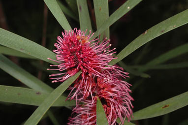 APII jpeg image of Hakea 'Winter Burgundy'  © contact APII