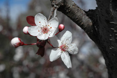 APII jpeg image of Prunus cerasifera  © contact APII