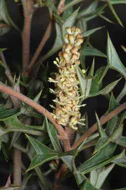 APII jpeg image of Grevillea ramosissima subsp. ramosissima  © contact APII