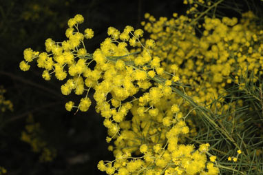 APII jpeg image of Acacia meiantha  © contact APII