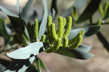 APII jpeg image of Acacia pycnostachya  © contact APII