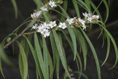 APII jpeg image of Myoporum bateae  © contact APII