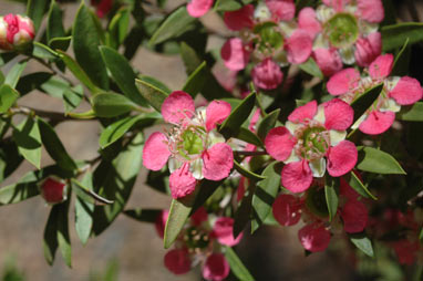 APII jpeg image of Leptospermum 'Aphrodite'  © contact APII