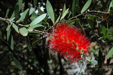 APII jpeg image of Callistemon citrinus 'Splendens'  © contact APII