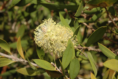 APII jpeg image of Callistemon pallidus  © contact APII