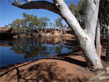 APII jpeg image of Eucalyptus camaldulensis subsp. obtusa  © contact APII