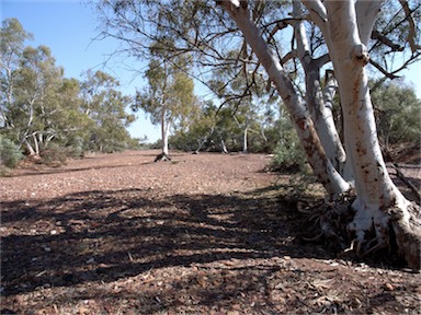 APII jpeg image of Eucalyptus camaldulensis subsp. obtusa  © contact APII