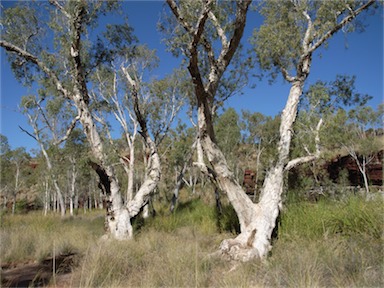 APII jpeg image of Melaleuca argentea  © contact APII