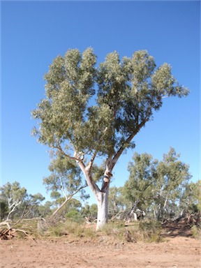 APII jpeg image of Eucalyptus camaldulensis subsp. obtusa  © contact APII