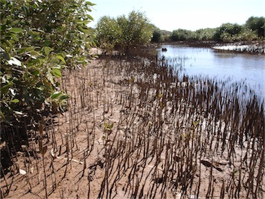 APII jpeg image of Avicennia marina  © contact APII