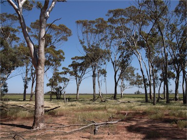 APII jpeg image of Eucalyptus salmonophloia  © contact APII