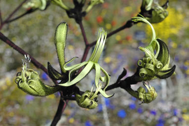 APII jpeg image of Macropidia fuliginosa 'Bush Eclipse'  © contact APII