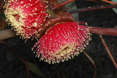 APII jpeg image of Eucalyptus youngiana  © contact APII