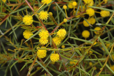 APII jpeg image of Acacia campylophylla  © contact APII