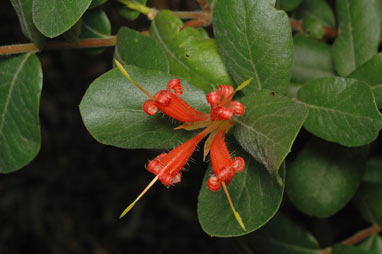 APII jpeg image of Lambertia orbifolia  © contact APII