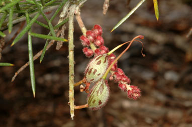 APII jpeg image of Grevillea maxwellii  © contact APII