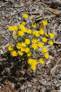 APII jpeg image of Rhodanthe oppositifolia subsp. ornata  © contact APII