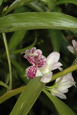 APII jpeg image of Eremophila viscida  © contact APII