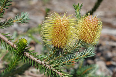 APII jpeg image of Banksia pulchella  © contact APII