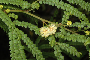 APII jpeg image of Acacia pentadenia  © contact APII