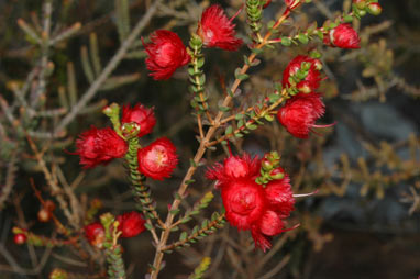 APII jpeg image of Verticordia etheliana var. formosa  © contact APII