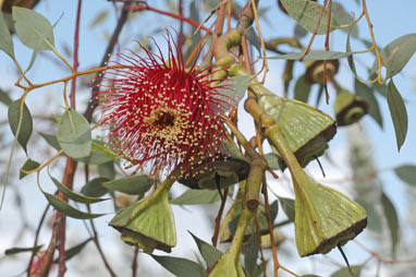 APII jpeg image of Eucalyptus pyriformis  © contact APII