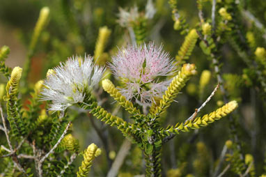 APII jpeg image of Beaufortia squarrosa  © contact APII