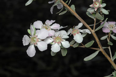 APII jpeg image of Leptospermum sericeum  © contact APII