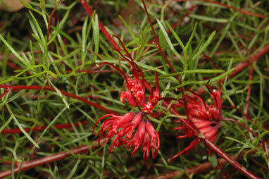 APII jpeg image of Grevillea acropogon  © contact APII