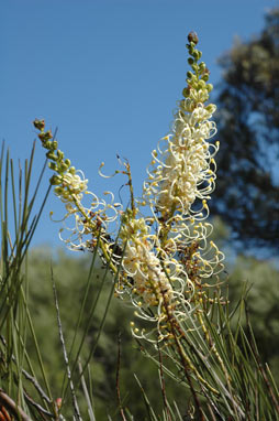 APII jpeg image of Grevillea candicans  © contact APII