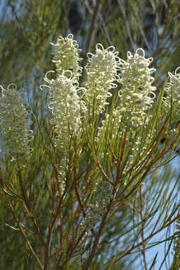 APII jpeg image of Grevillea pterosperma  © contact APII