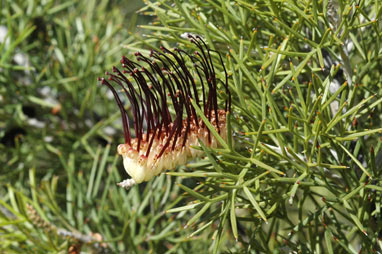 APII jpeg image of Grevillea armigera  © contact APII