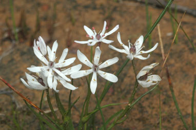 APII jpeg image of Wurmbea dioica subsp. alba  © contact APII