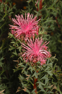 APII jpeg image of Isopogon dubius  © contact APII