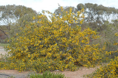 APII jpeg image of Acacia denticulosa  © contact APII