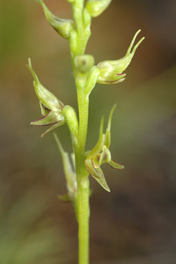 APII jpeg image of Prasophyllum gracile  © contact APII