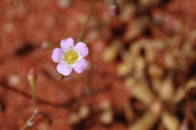 APII jpeg image of Calandrinia eremaea  © contact APII