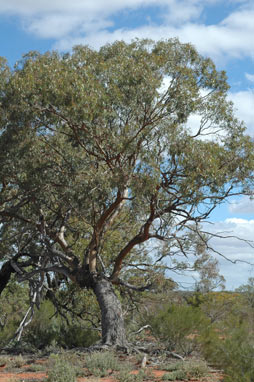 APII jpeg image of Eucalyptus loxophleba subsp. supralaevis  © contact APII