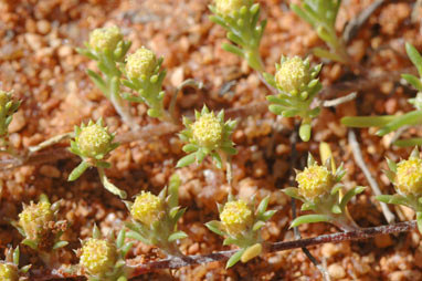 APII jpeg image of Pogonolepis stricta  © contact APII