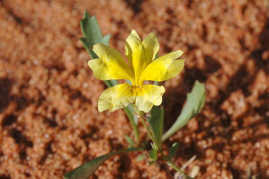 APII jpeg image of Goodenia pinnatifida  © contact APII