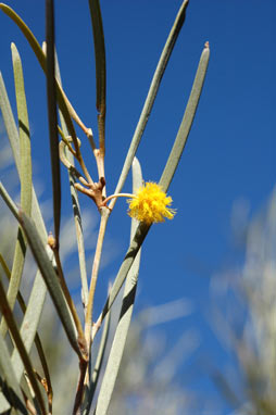 APII jpeg image of Acacia ramulosa var. ramulosa  © contact APII