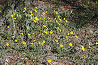 APII jpeg image of Myriocephalus guerinae  © contact APII